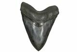 Giant, Fossil Megalodon Tooth - South Carolina #168013-1